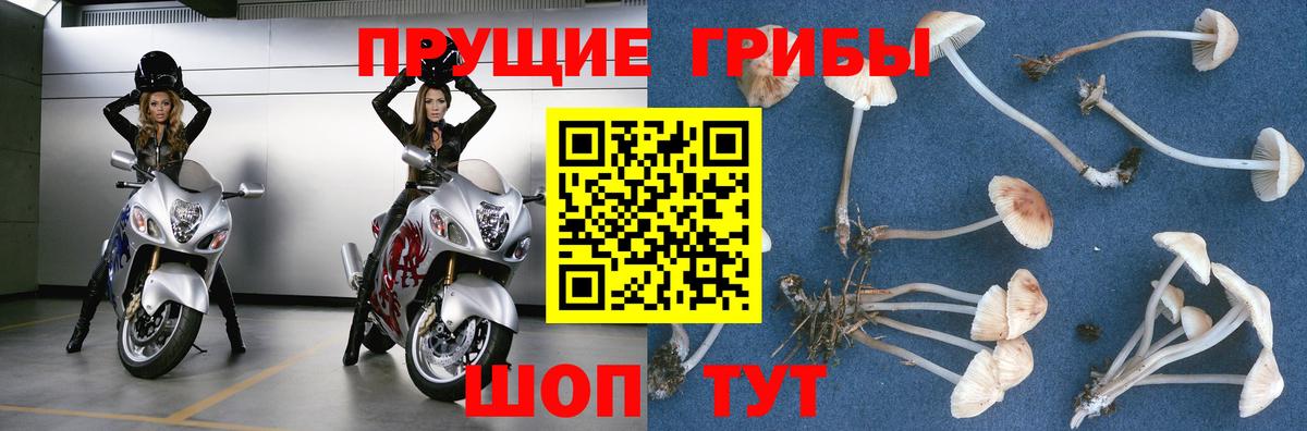 Воткинск  Псилоцибиновые грибы Psilocybe  Вход с VPN 